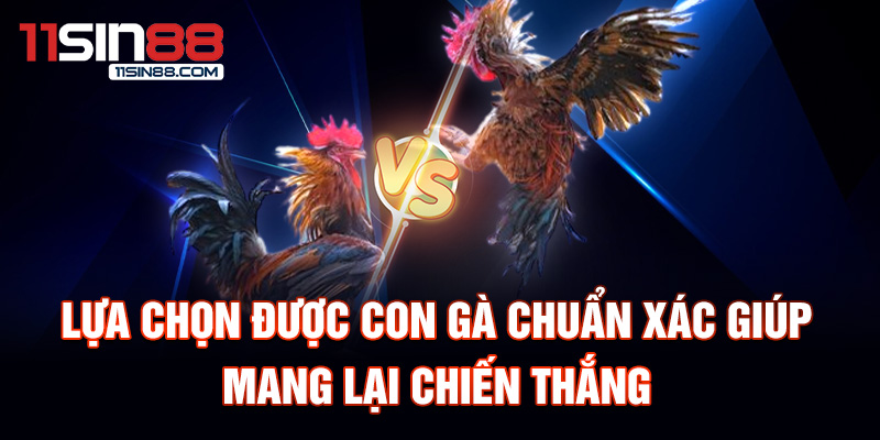 Lựa chọn được con gà chuẩn xác giúp mang lại chiến thắng.